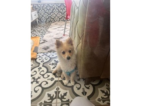 Pomeranian spitz