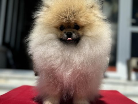 Orijinal renk orange pomeranian boo yavrumuz