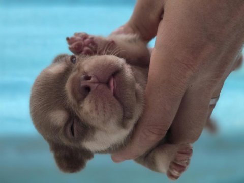 New shade rojo and tan dişi french bulldog yavrumuz izmir