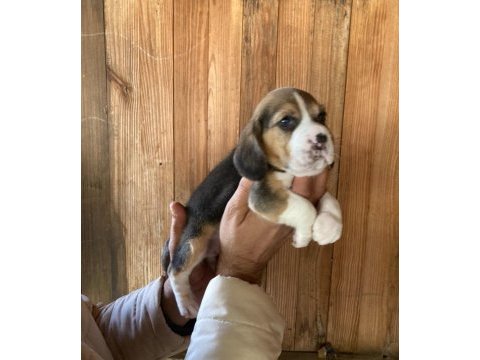 Erkek ve dişi elizabeth beagle minnoşlar