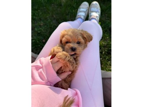 Maltipoo yavrularımız