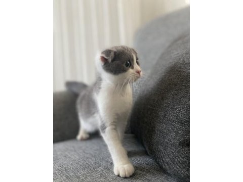 Scottish fold iki aylık erkek