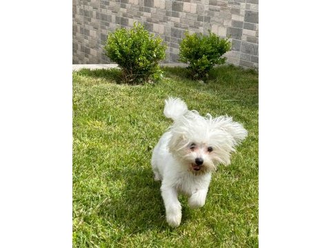 1 yaşında erkek maltese terrier yeni yuvasını arıyor