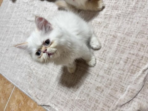 Toplu iran kedisi yavrular