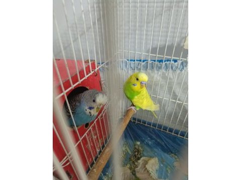 Anne baba 1 adet yavru muhabbet kuşu