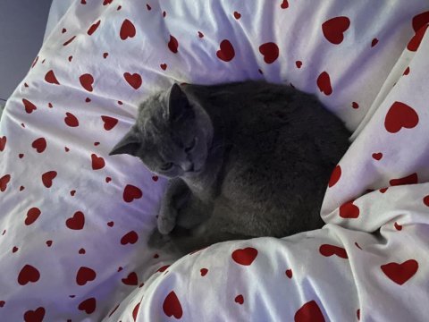 2 yaşında dişi british shorthair kısır değil