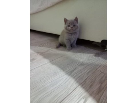 Lilac dişi british shorthair yavrular