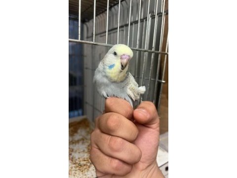 45 günlük show jumbo muhabbet kuşu paşa ele alışık