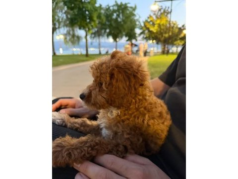 3,5 aylık toy poodle ped eğitimli