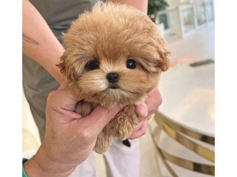 Kurabiye tatlısı toy poodle bebeklerim