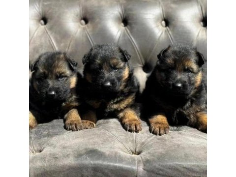 Alman kurdu köpeğimiz