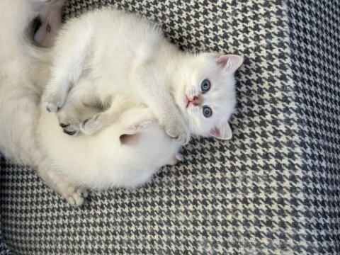 Safkan british shorthair bebişler sahibini arıyor