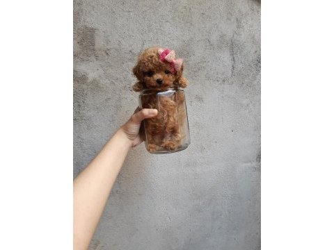Birbirinden güzel toy poodle yavrularımız