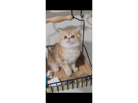 British shorthair kedisi