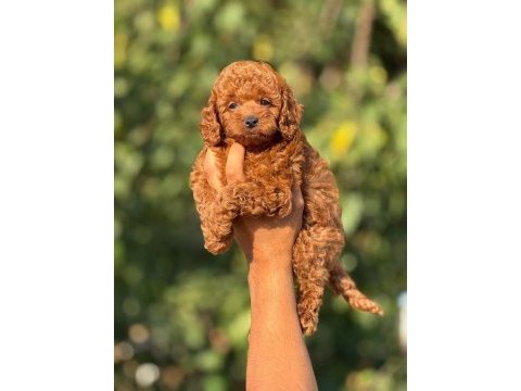 Kore toy poodle bebekler 