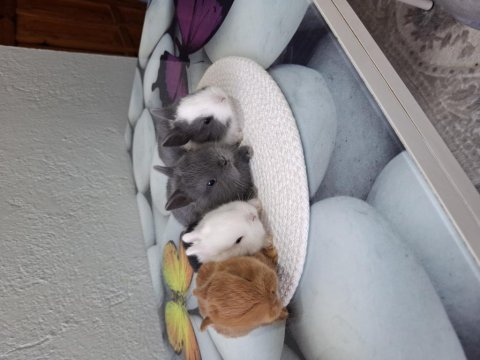 Cüce tavşan ev ortamından