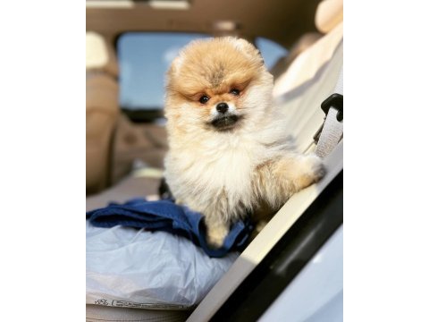 Secereli ırk garantili pomeranian boo teddy bear