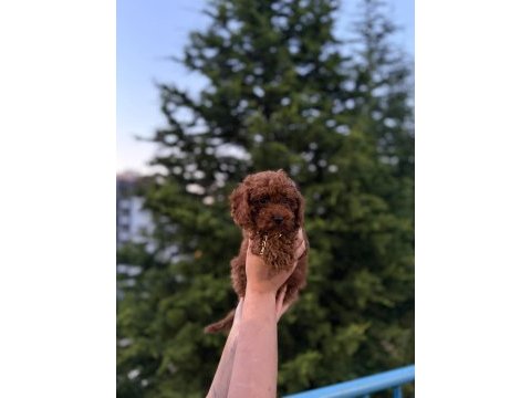 Koyu renk kore teacup poodle