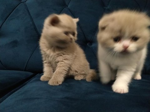 British shorthair 2 aylık
