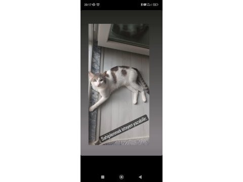 Ücretsiz kedi sahiplendirme