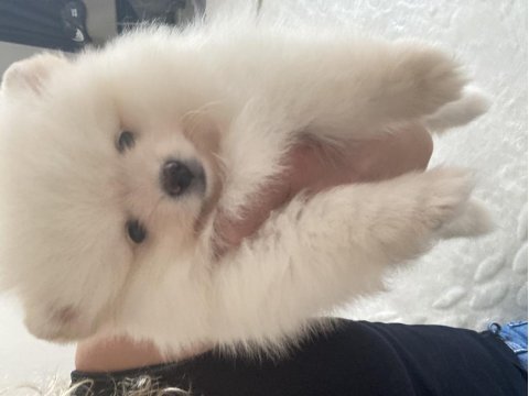 Kalite orjinallik isteyen için pomeranian boo