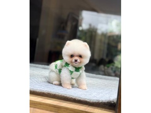 Sağlık ve ırk garantili pomeranian