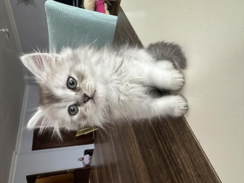 Sağlıklı british longhair 1.5 aylık yavru