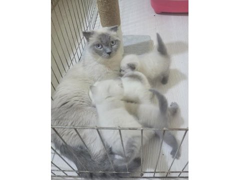 British shorthair blue point yavrular