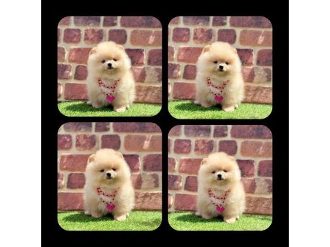 2.5 aylık pomeranian boo ayı surat yavrular