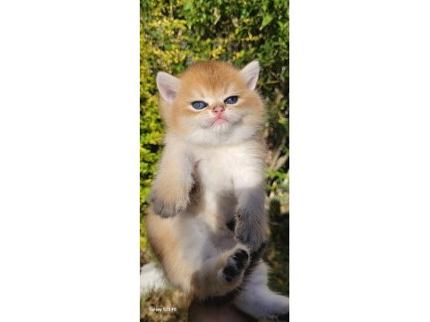 Üst kalite erkek british shorthair yavrular
