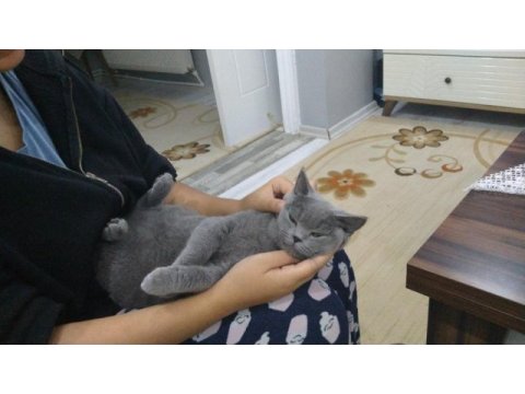 British shorthair kedimiz mila sahiplerini arıyor