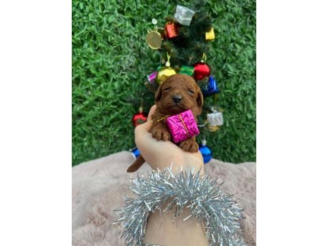 Toy poodle bebekler