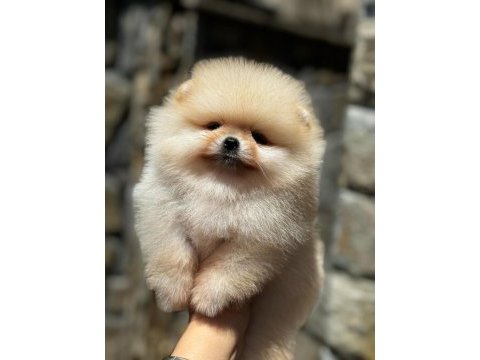 Pomeranian boo yavrularım