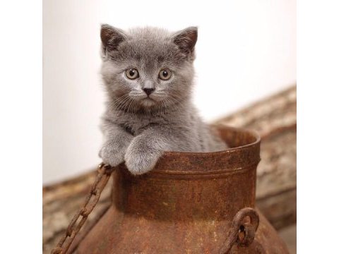 British shorthair yavruları