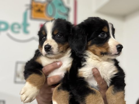 Petmode köpek çiftliğinde ziyarete açık bernese dog