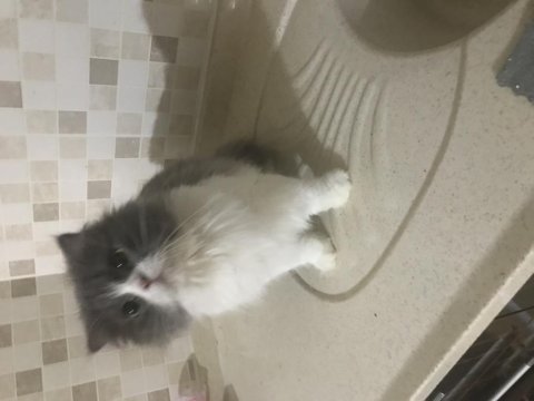 British longhair güzel kızımıza yuva arıyoruz