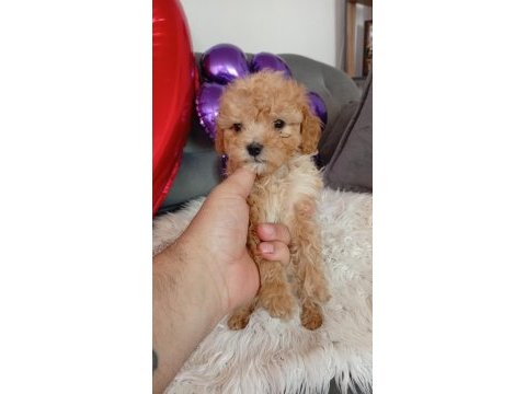 Ev ortamında büyümüş olan minik köpekler