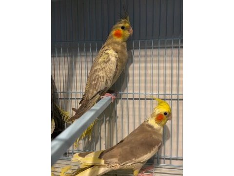 Yavru alışkın sultan papağanı