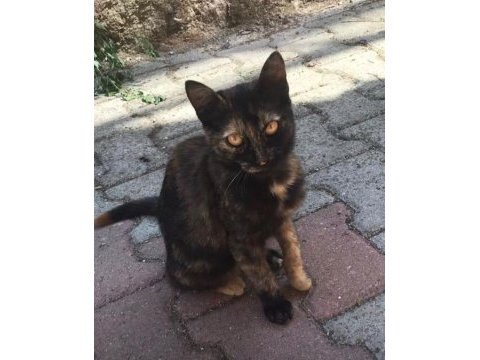Dişi kedimize ömürlük yuva arıyoruz