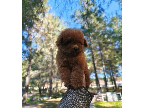 Türkiye'nin en büyük toy poodle çiftliğinden