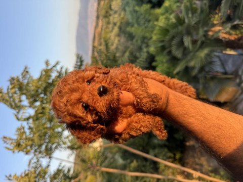Red brown erkek dişi garantili toy poodle