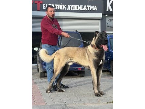 4 aylık köpeğimi sahiplendirme