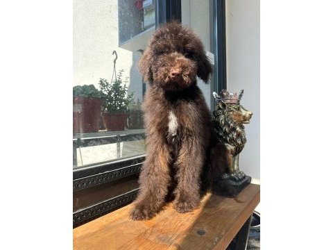 Mükemmel karakterleri ile labradoodle yavrularımız