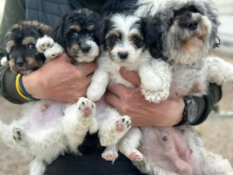 3 erkek 60 günlük köpeğimiz ankara