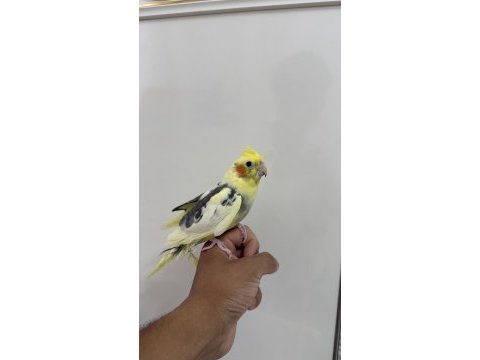 Sultan papağanı sahiplendirilecek