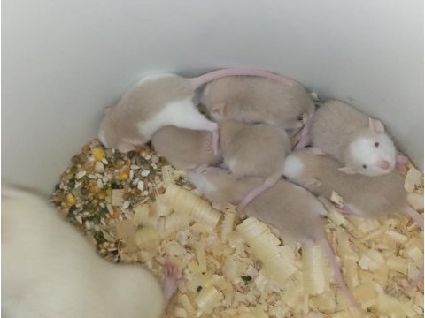 Dumbo rat yavrular