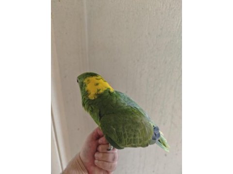 Üst düzey konuşan sarı ense amazon