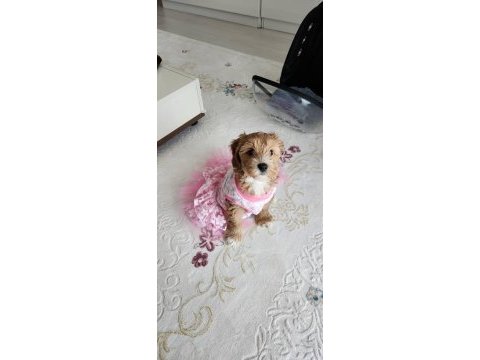 3 aylık dişi maya orjinal maltipoo