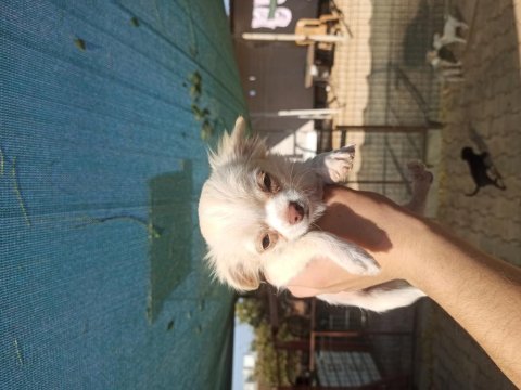 Şivava (chihuahua) teacup