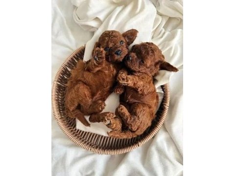 Irk garantili toy poodle 